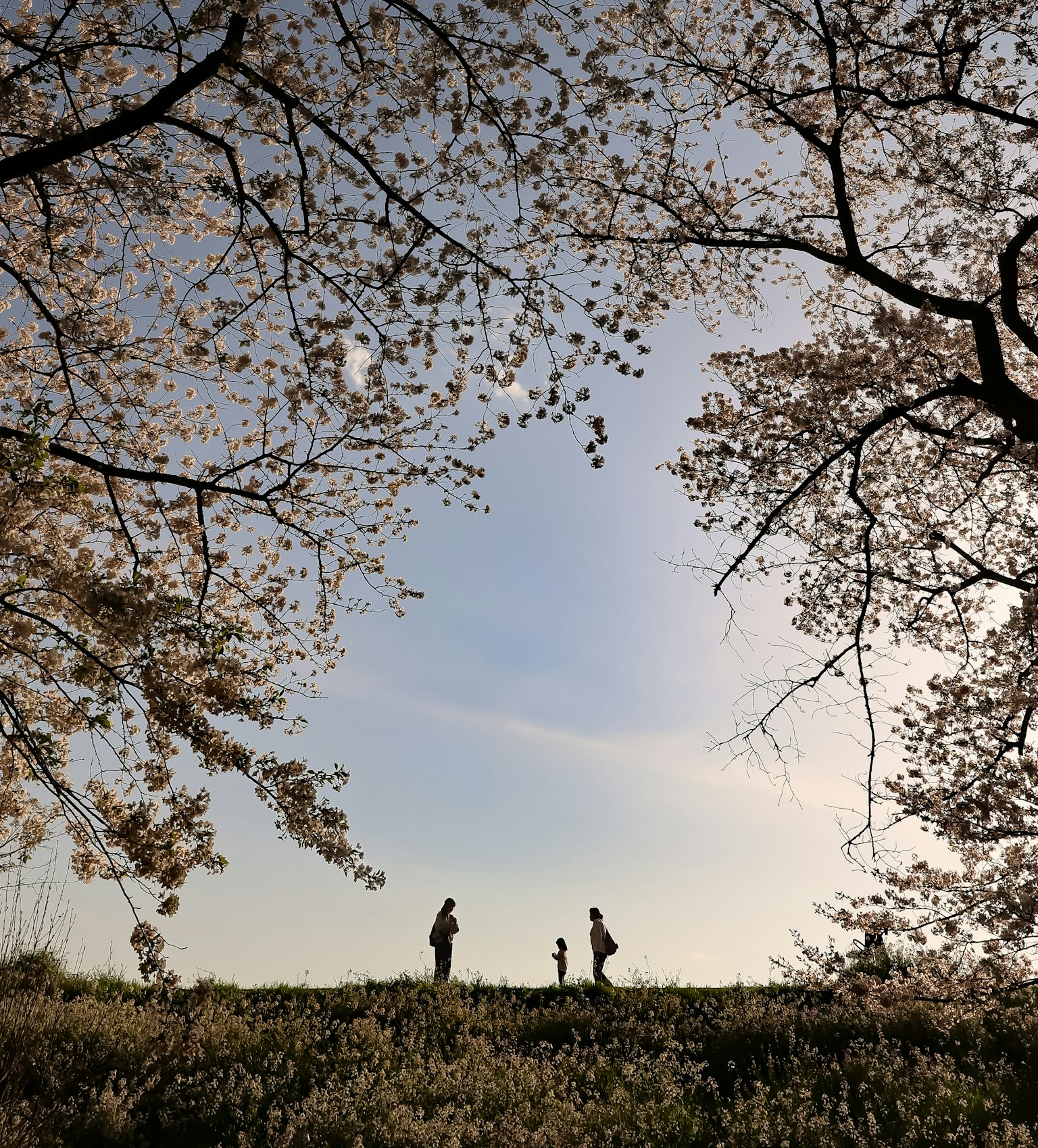 Silhouette di persone che camminano sotto alberi in fiore contro un cielo blu