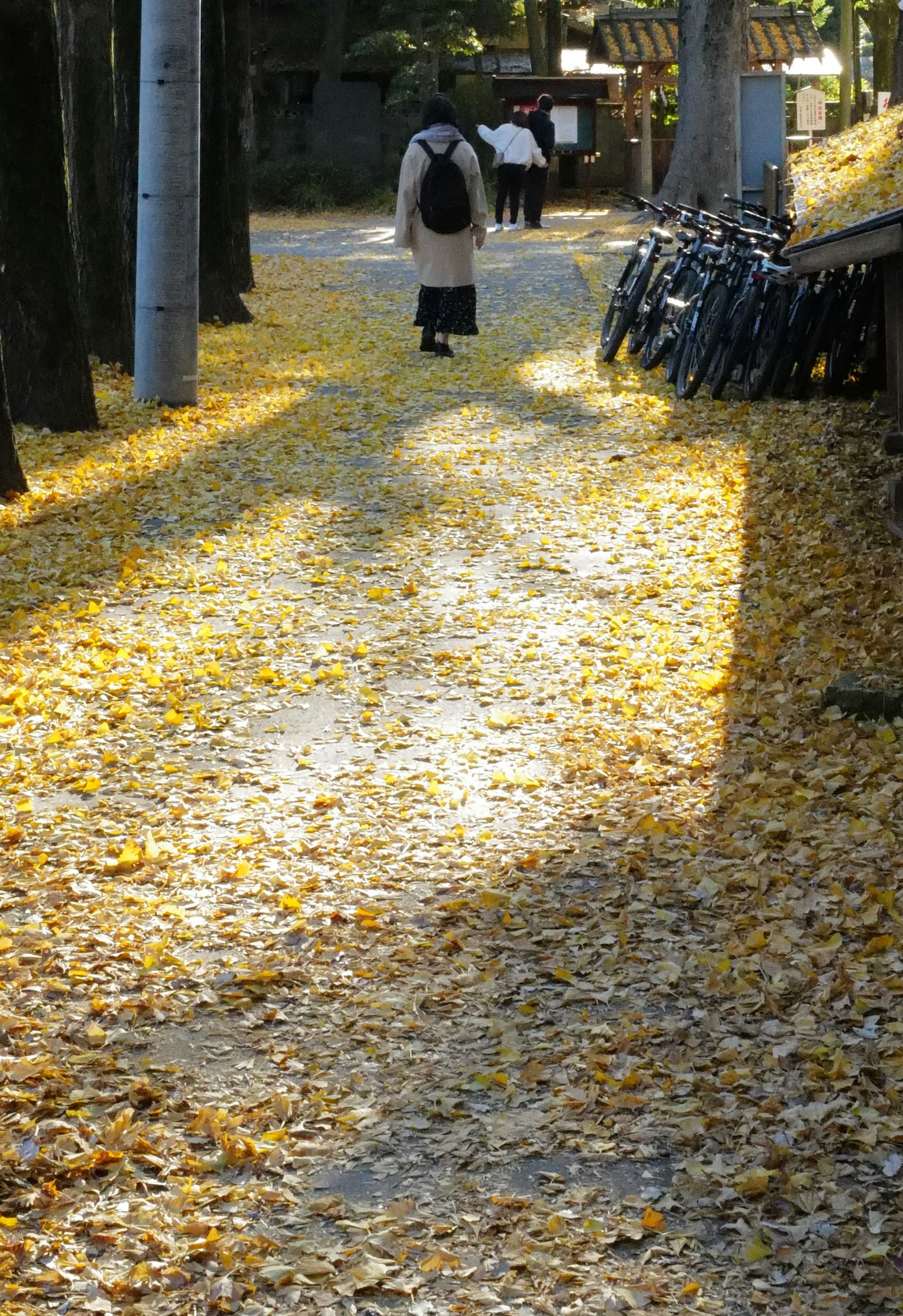 A person walking on a path covered with yellow leaves