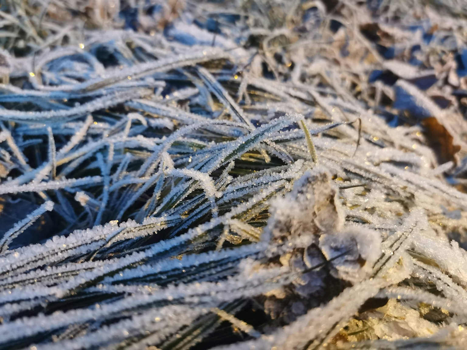 Foto en primer plano de hierba helada