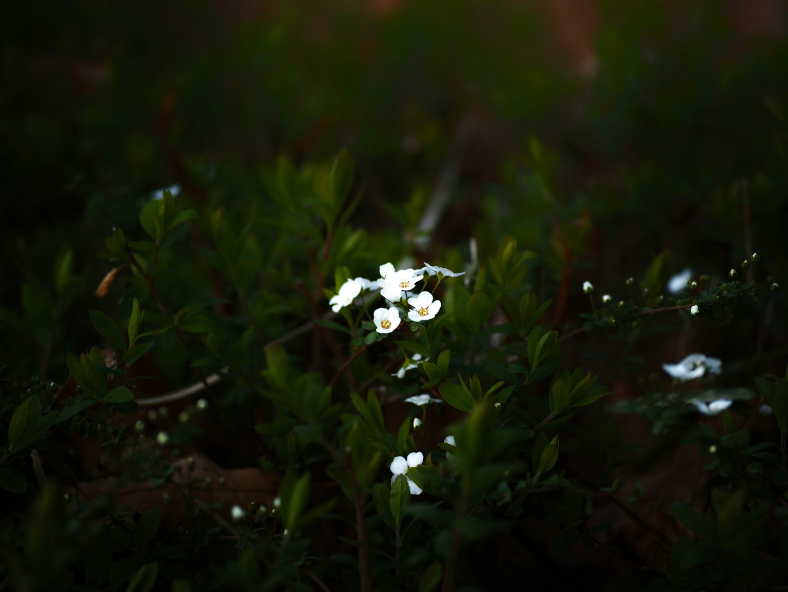 Piccole fiori bianchi che sbocciano tra il fogliame verde su uno sfondo scuro