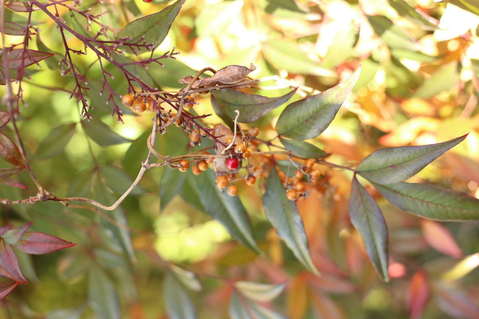 Close-up of a branch with green leaves and red berries surrounded by colorful foliage
