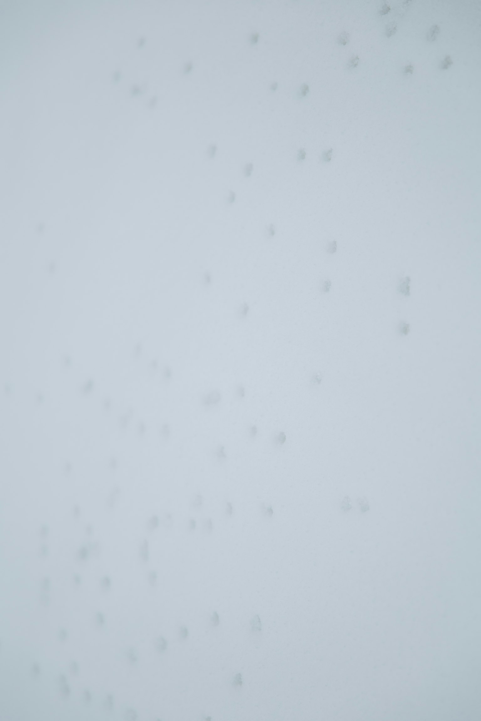 Abstract image with a light blue background and scattered small white dots