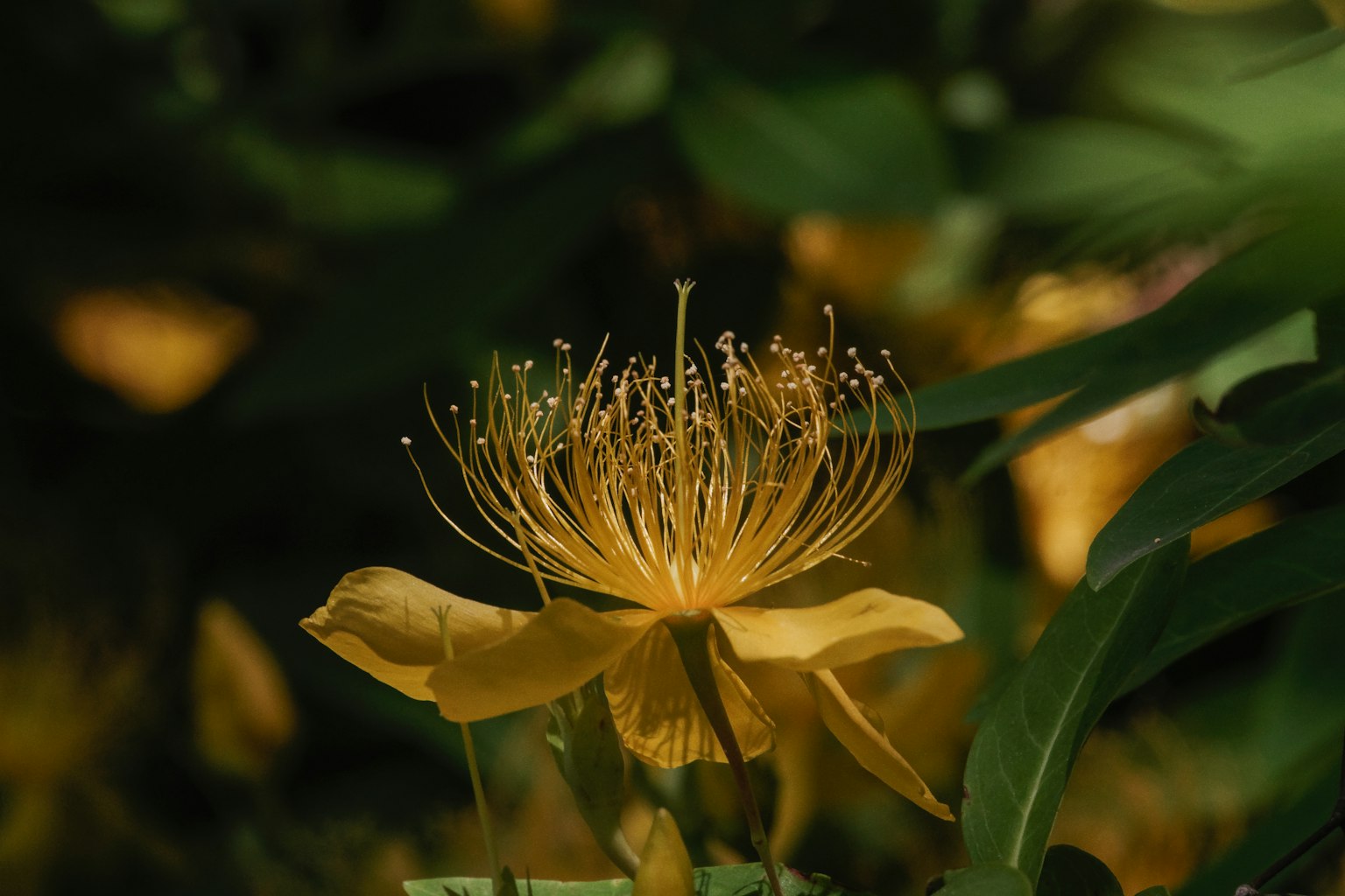 Bellissimo fiore giallo con stami delicati al centro