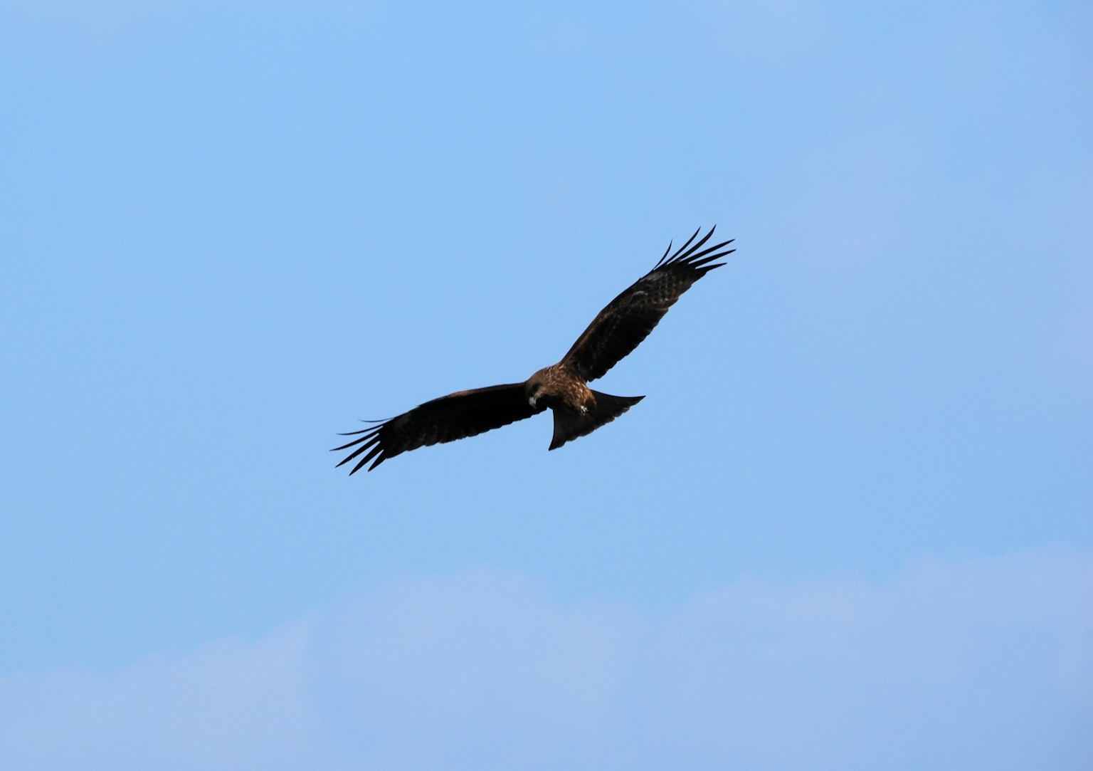A hawk soaring against a blue sky