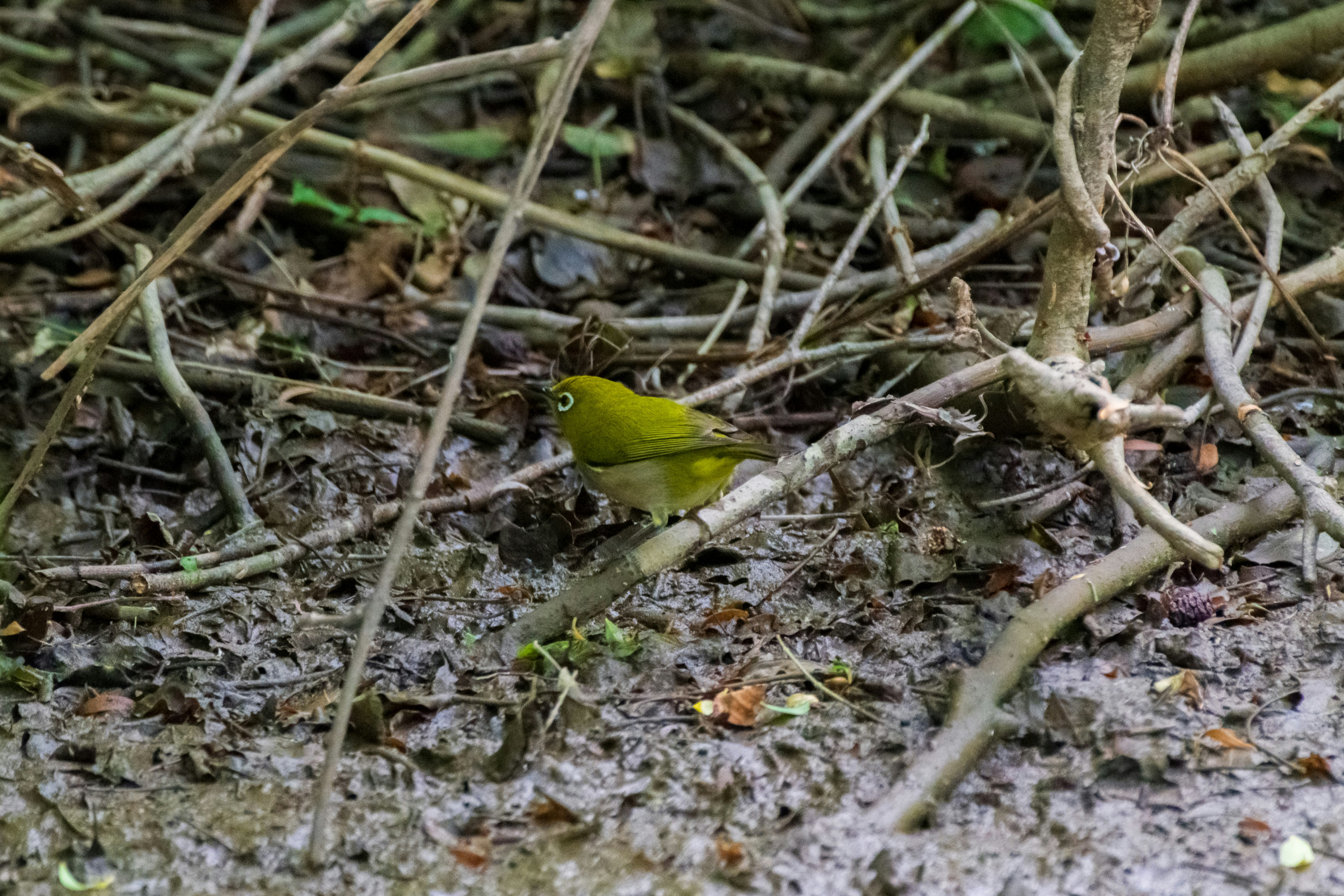 small bird among branches on the ground