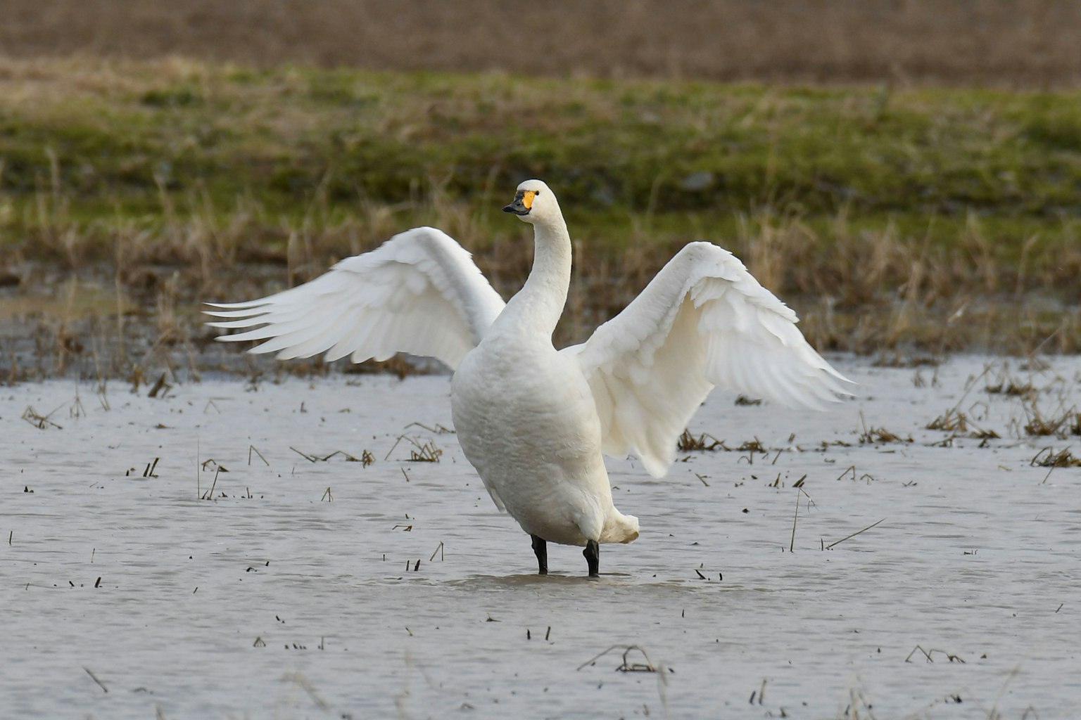 Un cygne déployant ses ailes près de l'eau
