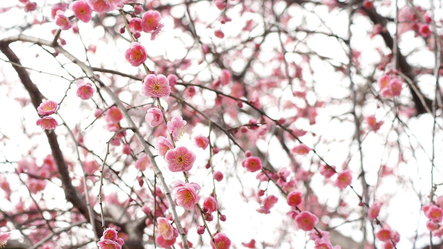 Nahaufnahme von Kirschbaumzweigen mit rosa Blüten