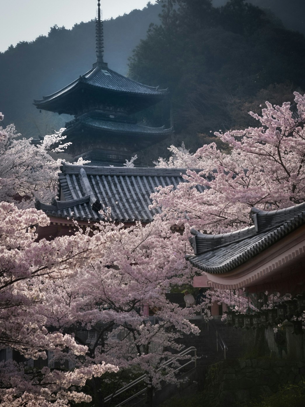 壺阪寺の桜と多層の寺院建築
