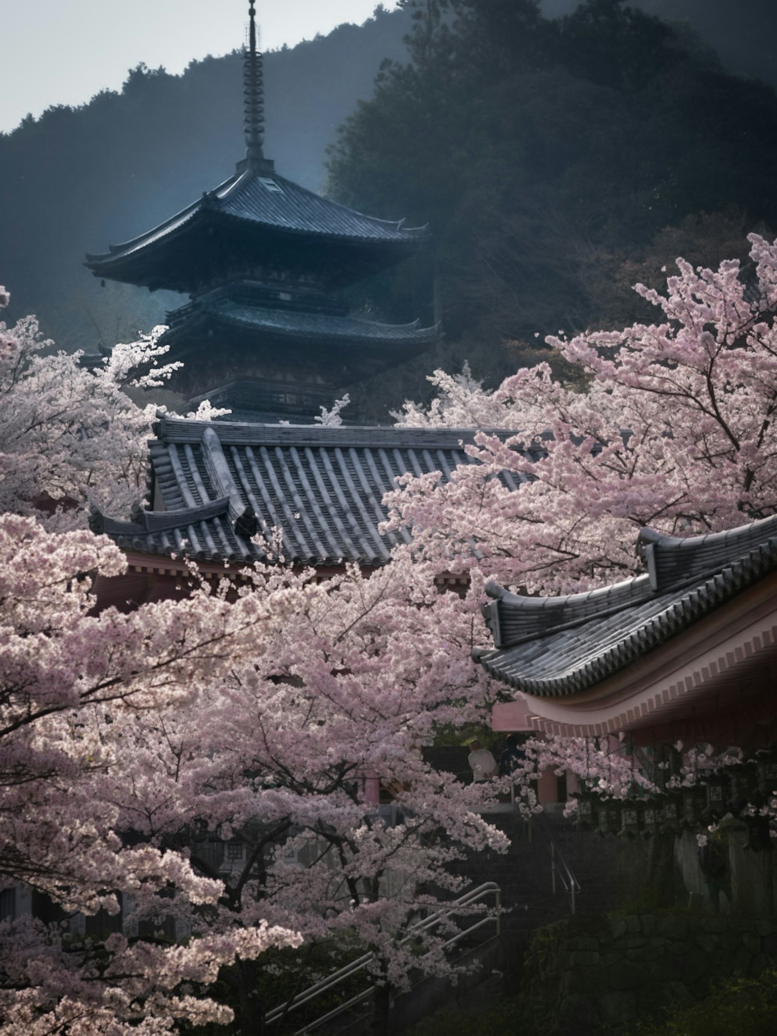 Malerscher Blick auf einen japanischen Tempel umgeben von blühenden Kirschbäumen