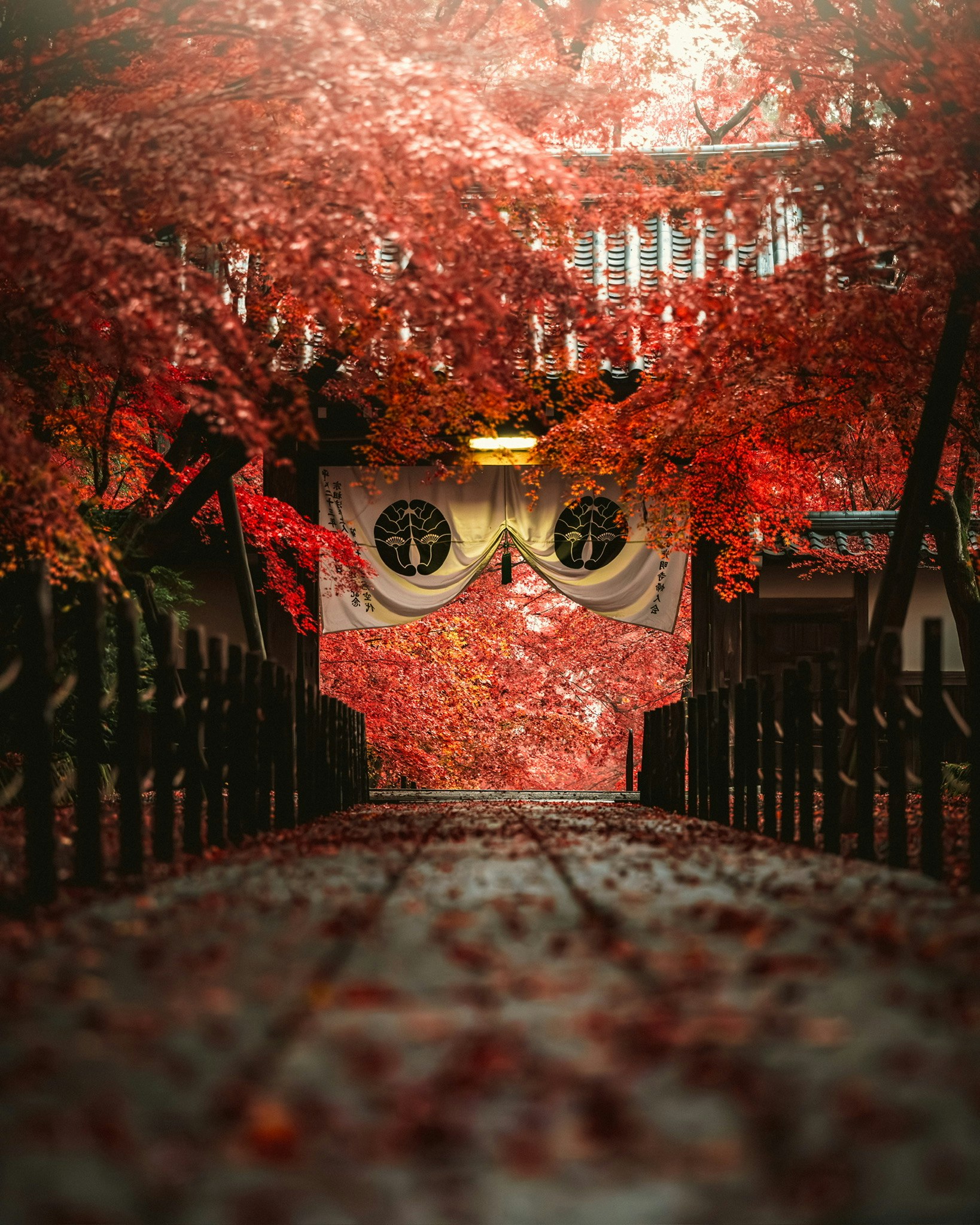 赤い紅葉の並木と石畳の参道、提灯と門飾りのある京都の小径