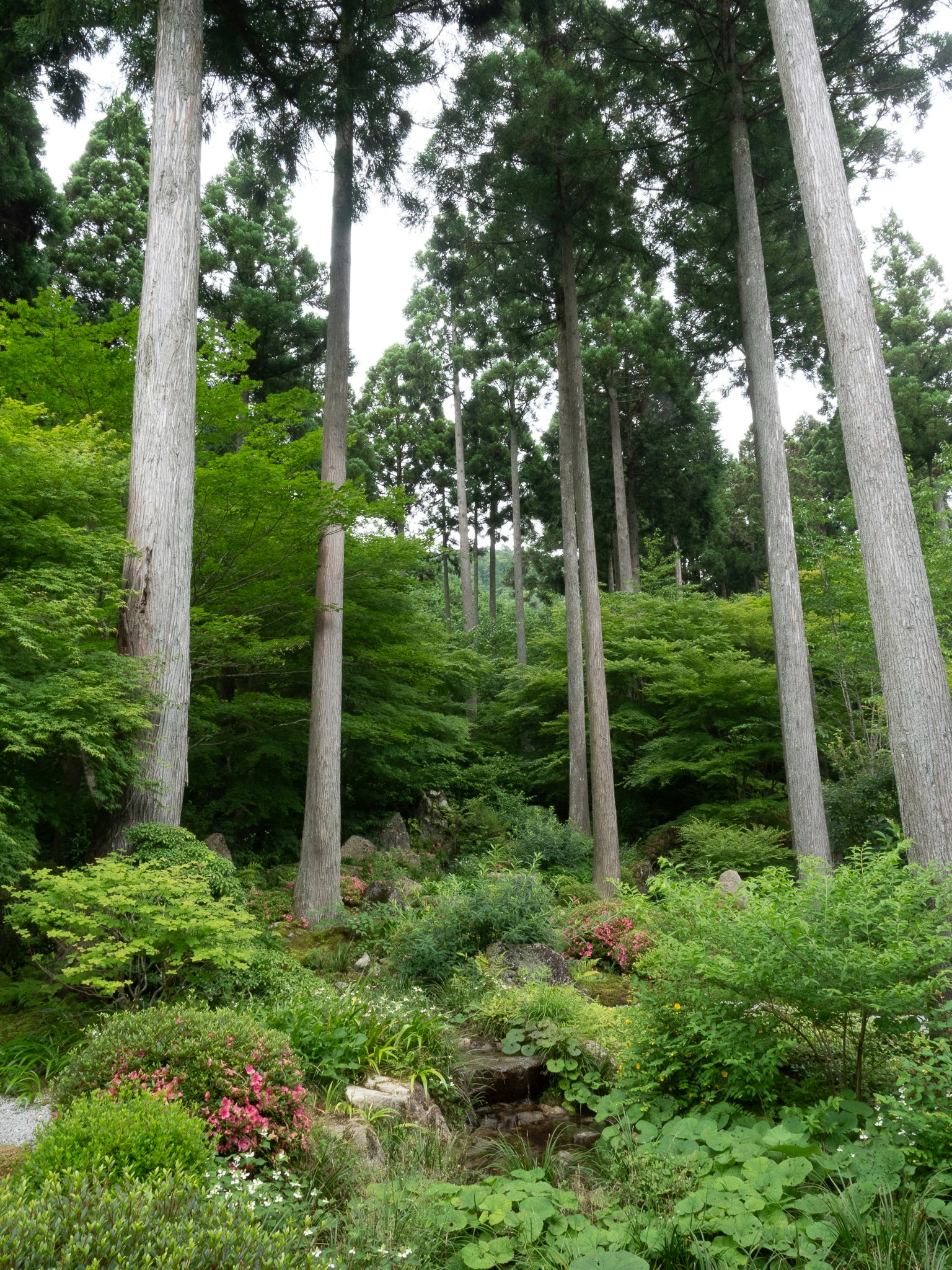 Scena di giardino sereno circondata da alberi alti e vegetazione lussureggiante