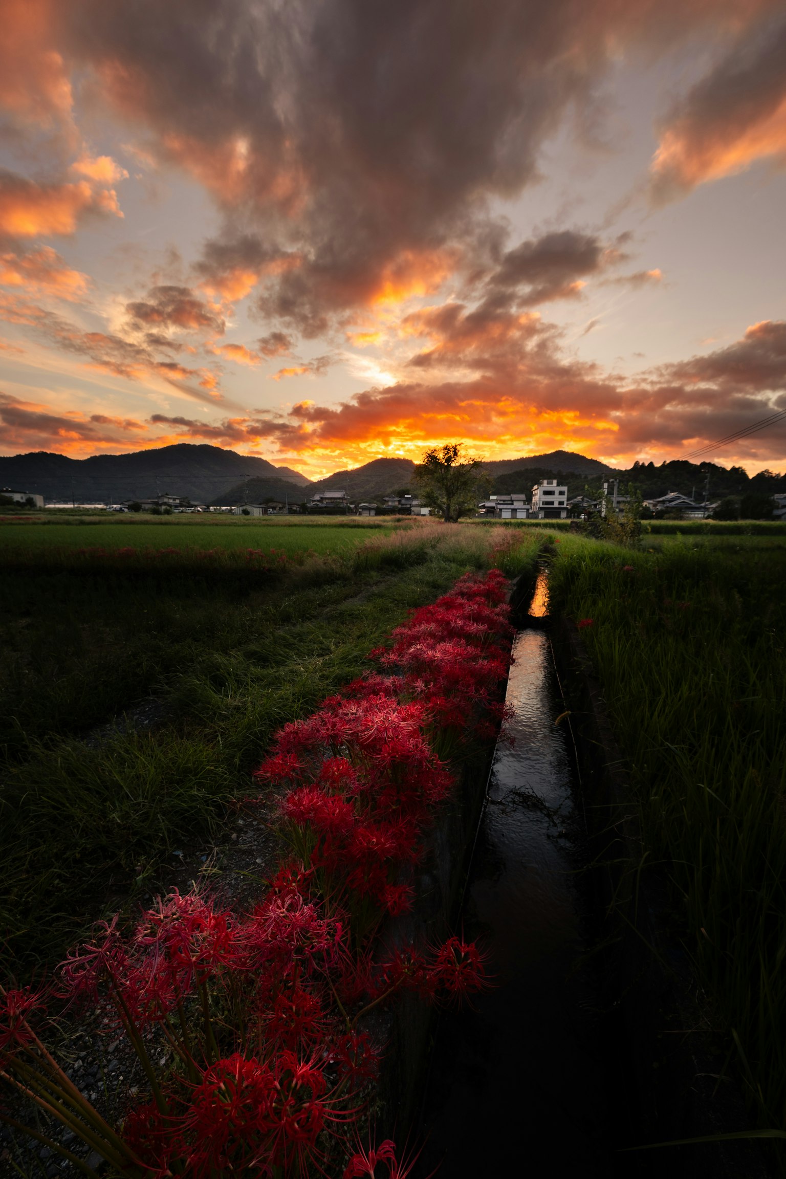 Splendido cielo al tramonto con fiori rossi lungo un canale in un paesaggio rurale