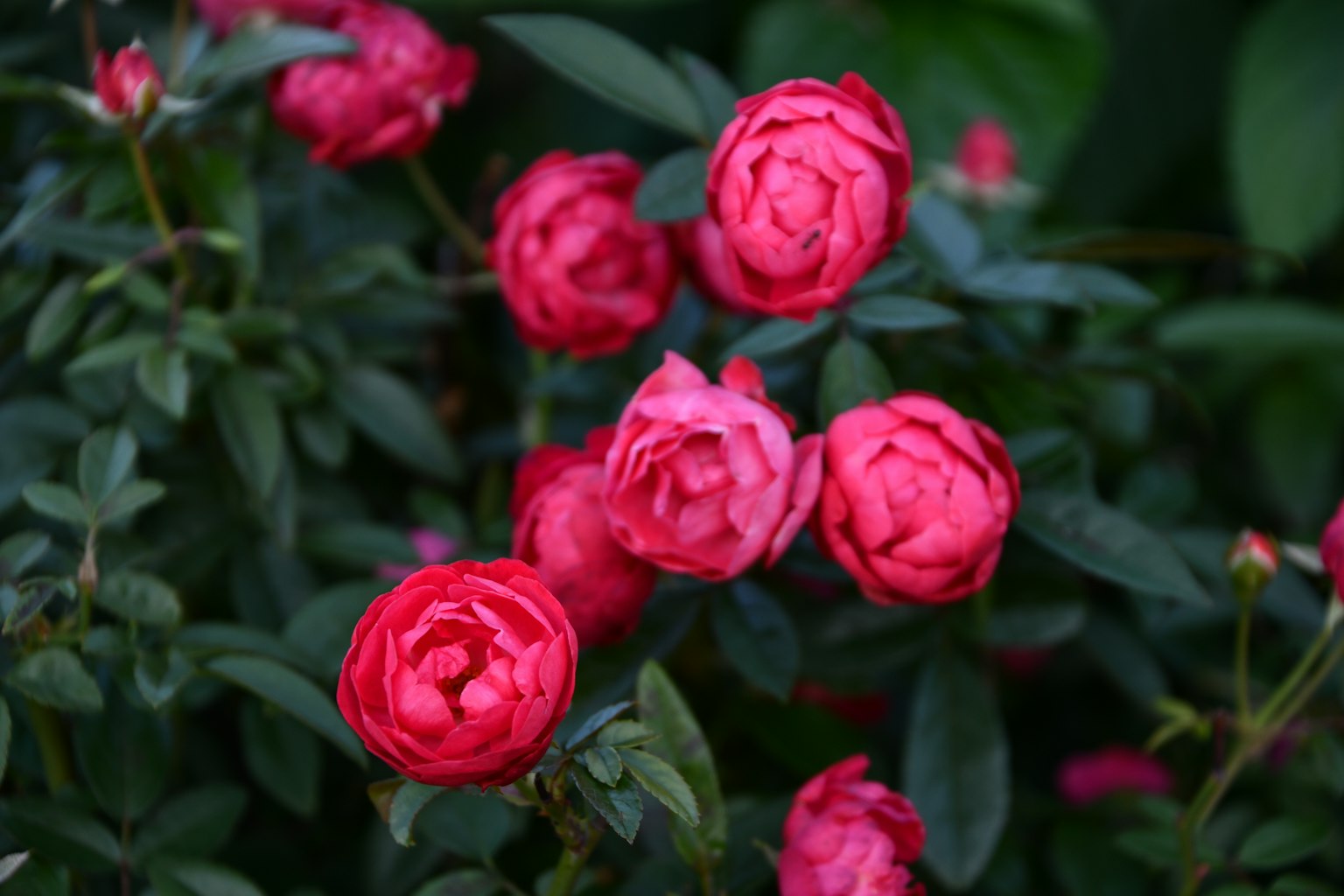 Mawar pink cerah mekar di antara daun hijau