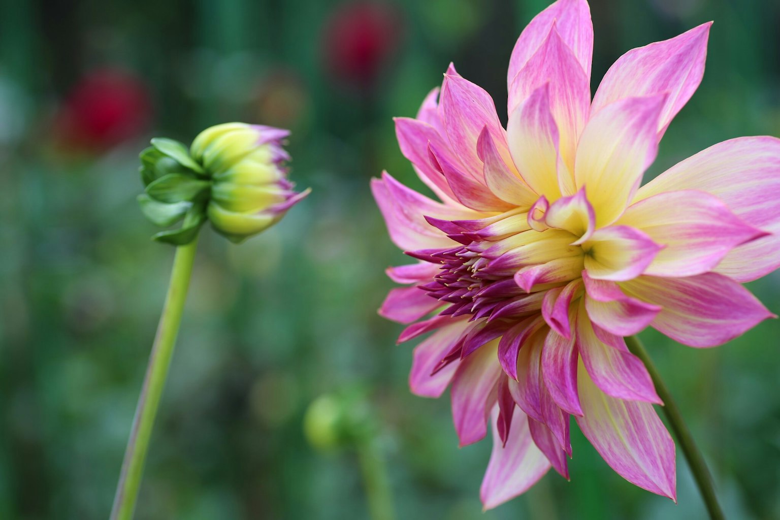 Sebuah bunga dahlia merah muda dan kuning dengan kuncup di dekatnya di latar belakang hijau dan merah yang blur