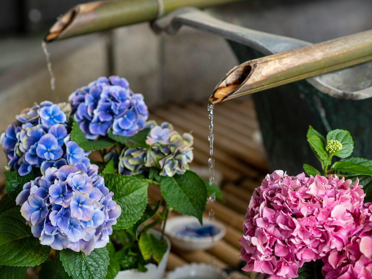 Une belle scène de jardin avec des fleurs d'hortensia et des bambous qui coulent