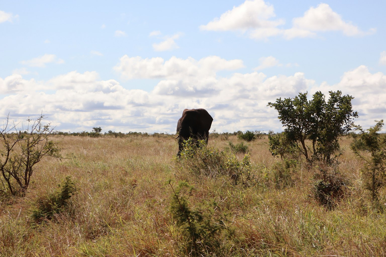 Silhouette di un elefante in una prateria con cielo azzurro