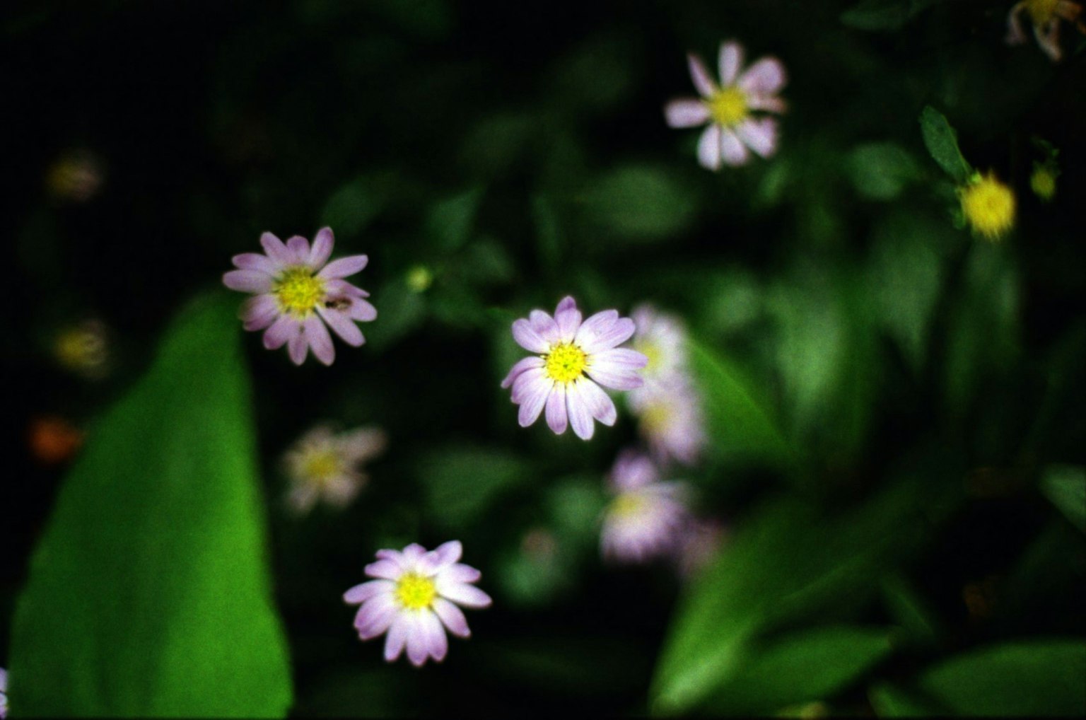 Immagine di fiori viola chiaro circondati da foglie verdi
