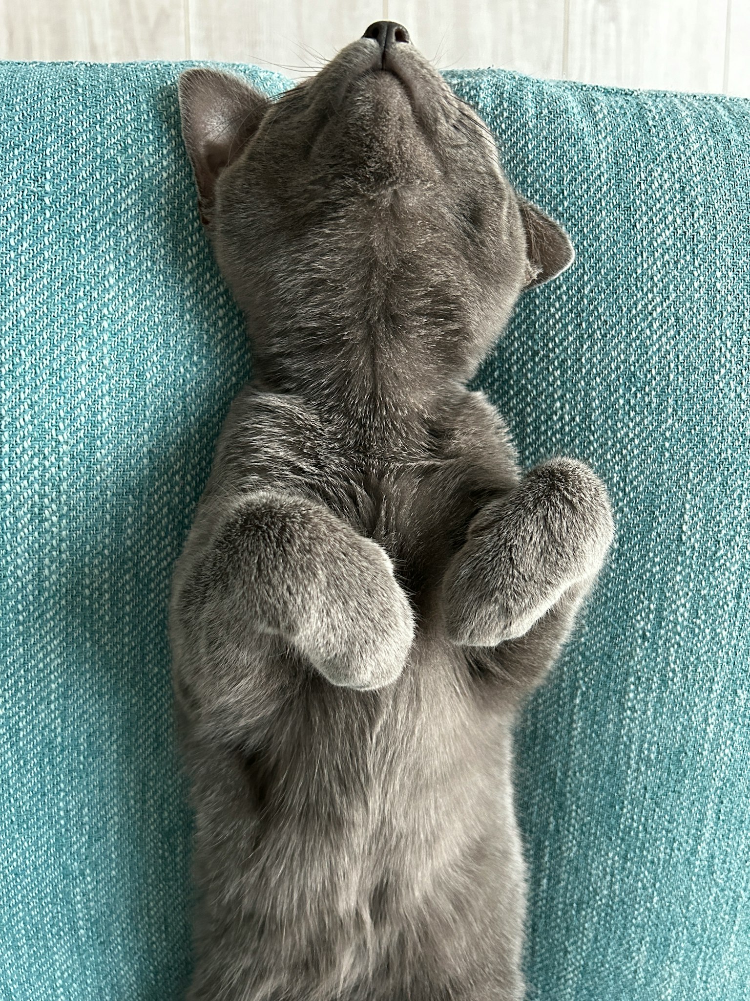 Gray cat lying on its back with paws up