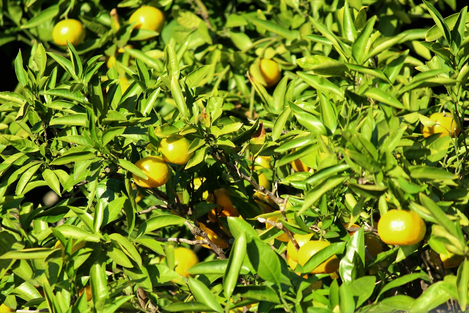 Primo piano di frutti arancioni che crescono tra foglie verdi