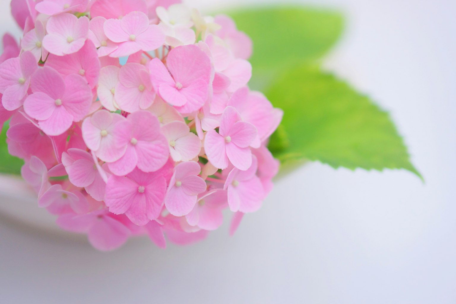 Bunga hortensia pink yang indah dengan daun hijau