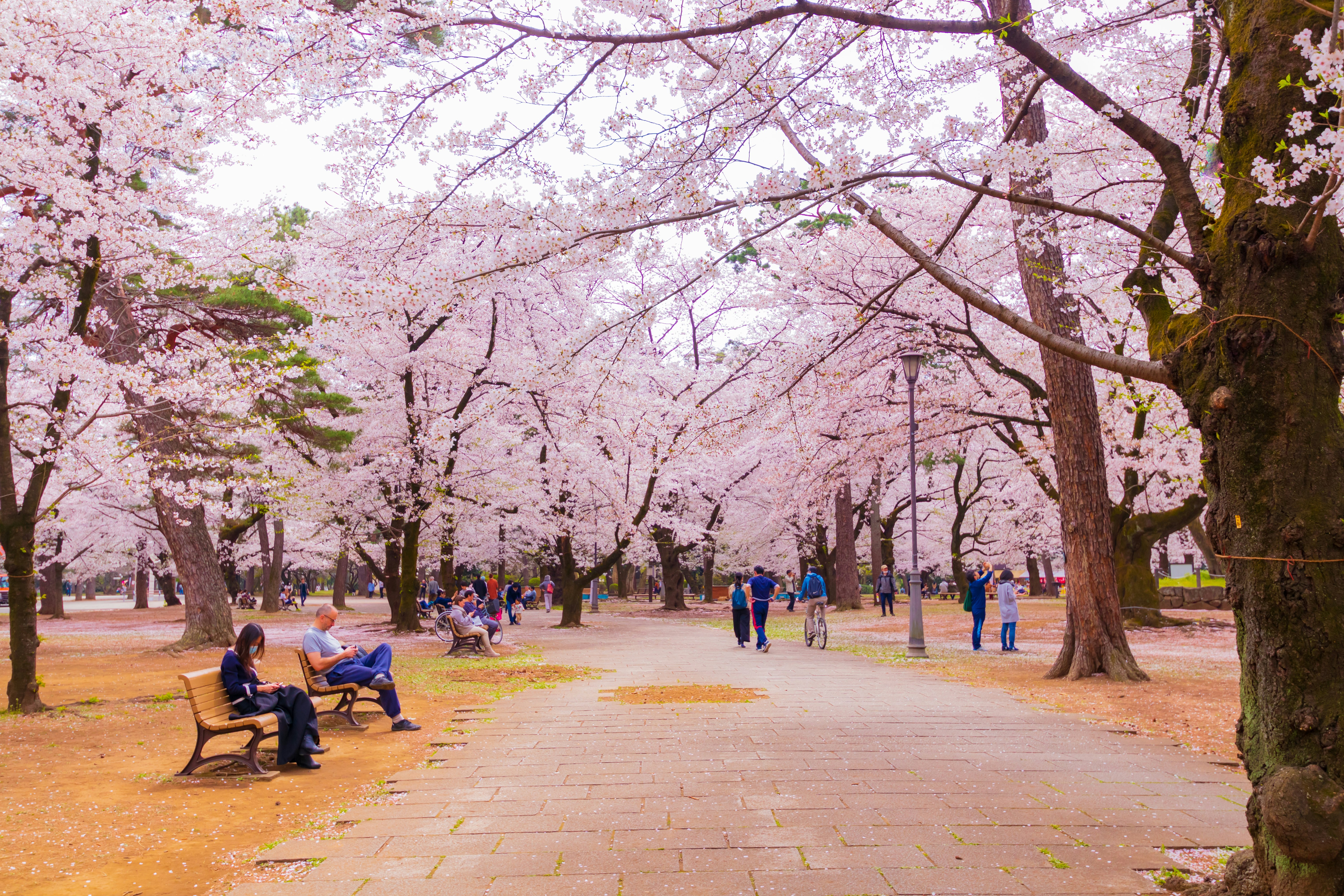 大宮公園の桜並木の遊歩道