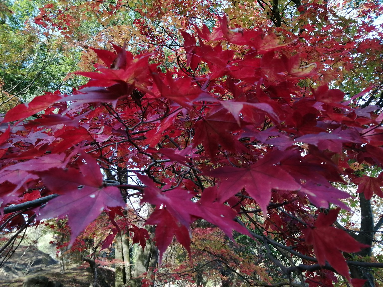 Vivid red maple leaves on a tree branch
