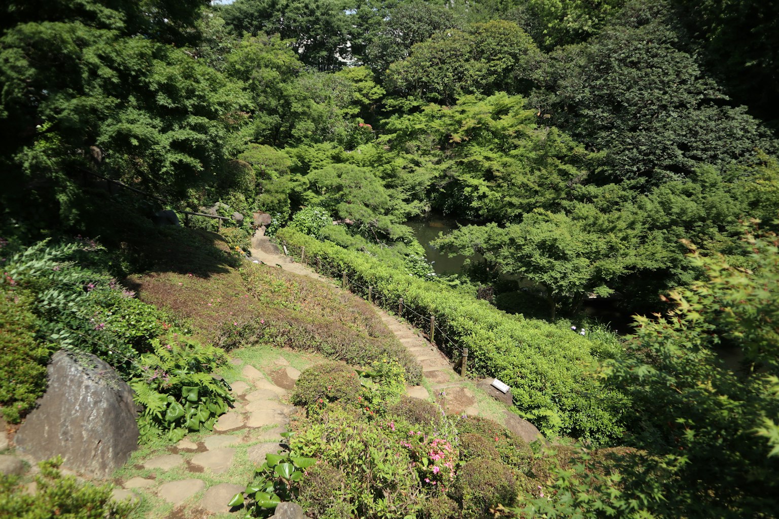 Winding path in a lush green garden surrounded by dense foliage