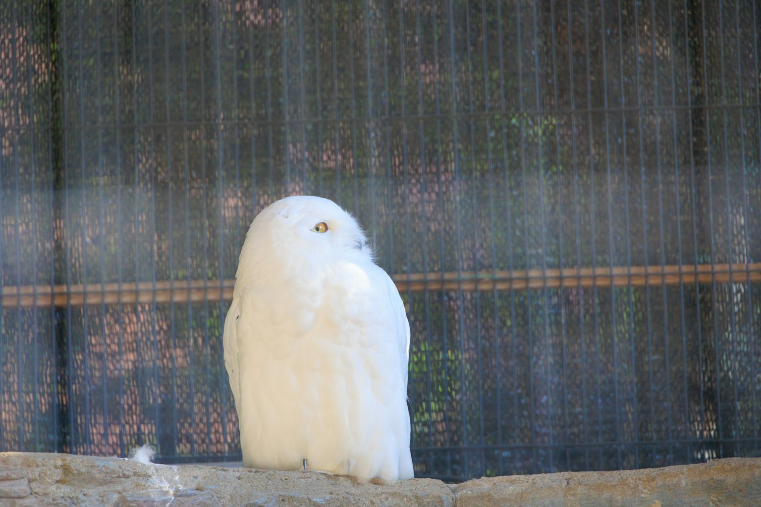 A white owl standing quietly