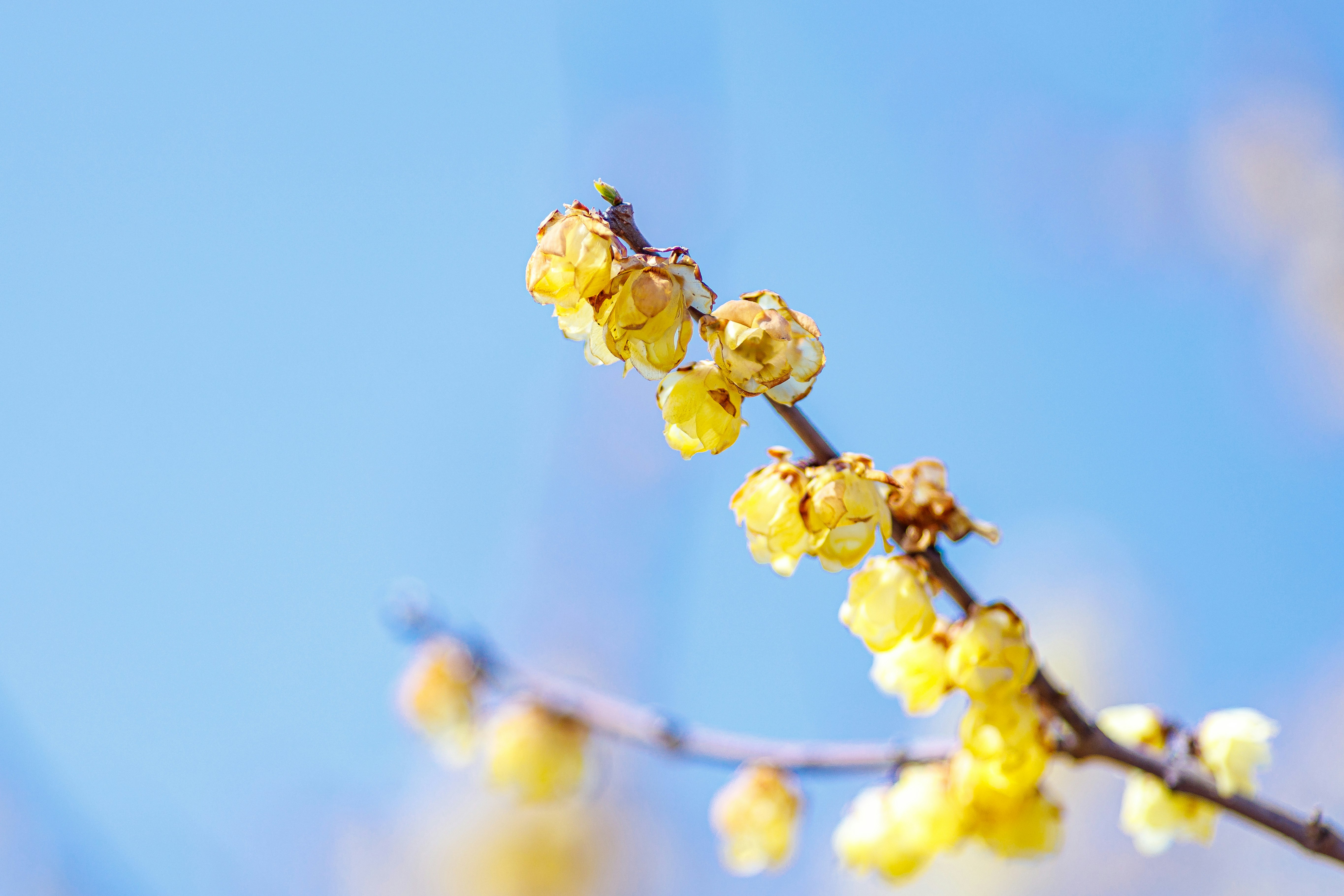 青空に咲く蝋梅の花の枝