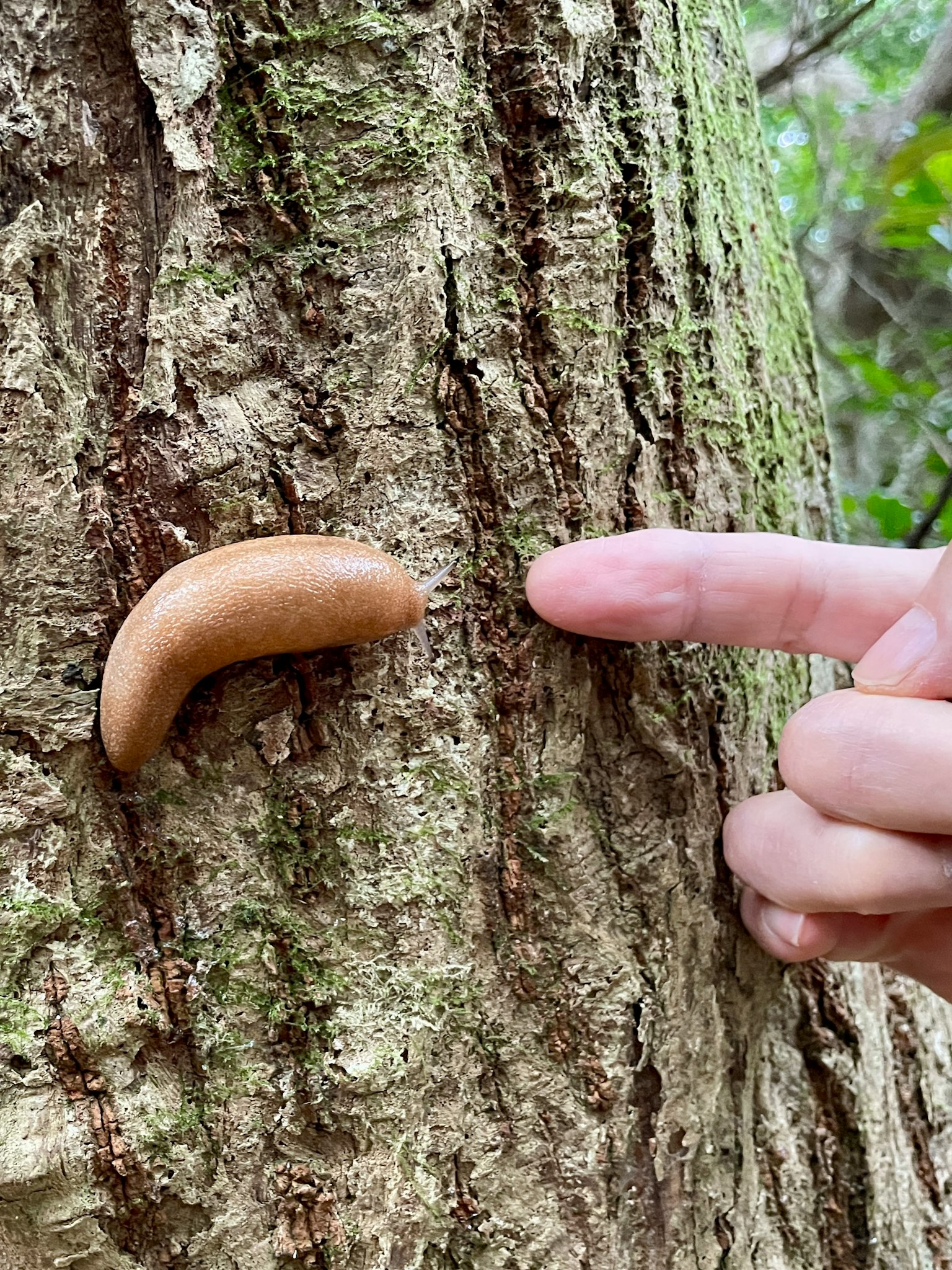 Brown object on tree trunk with a pointing finger