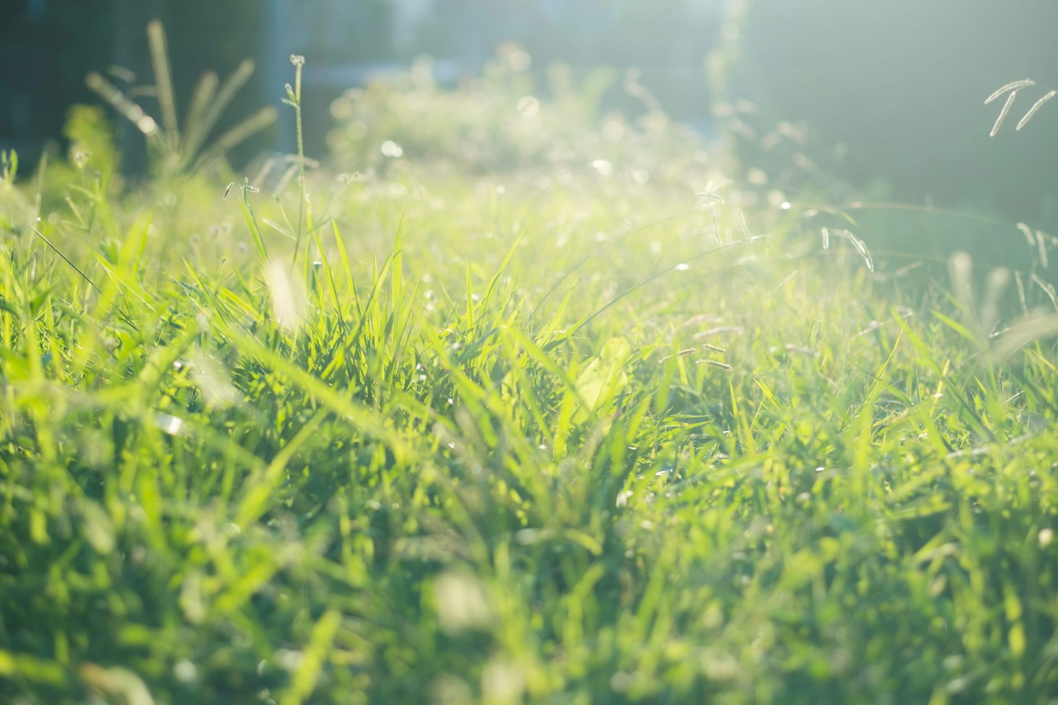 A lush green lawn illuminated by morning light