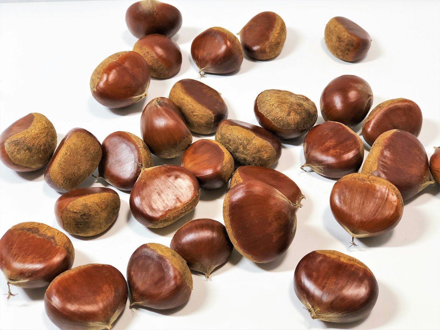 Berbagai chestnut coklat tersebar di atas latar belakang putih