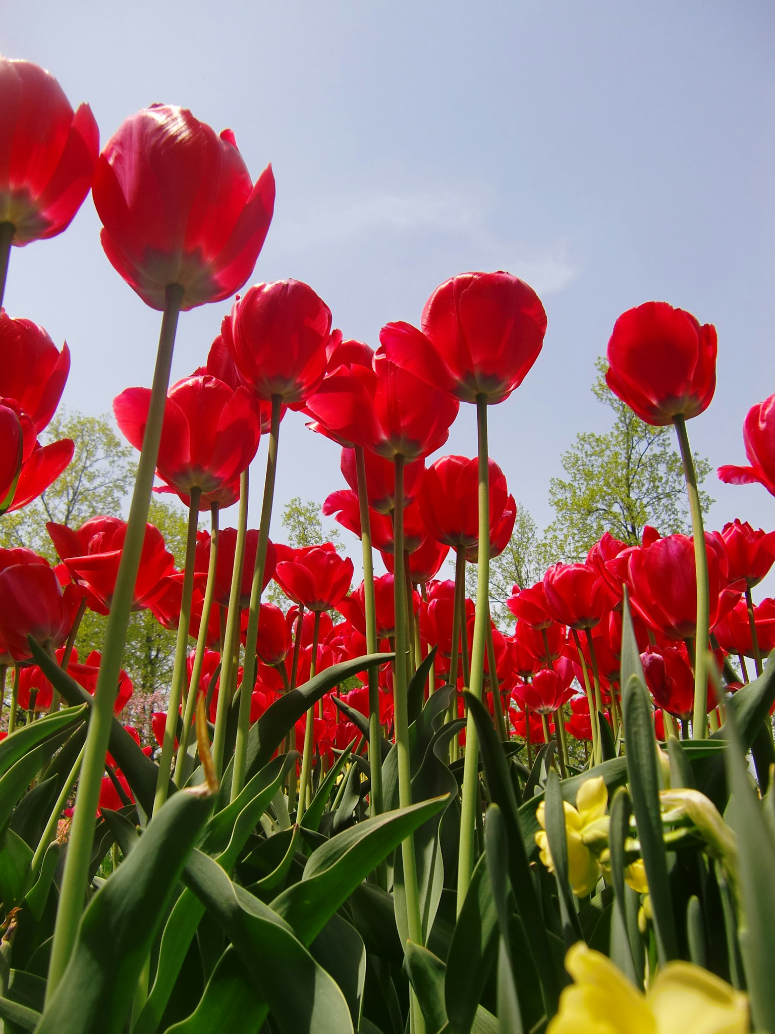Feld mit roten Tulpen, die unter einem blauen Himmel blühen