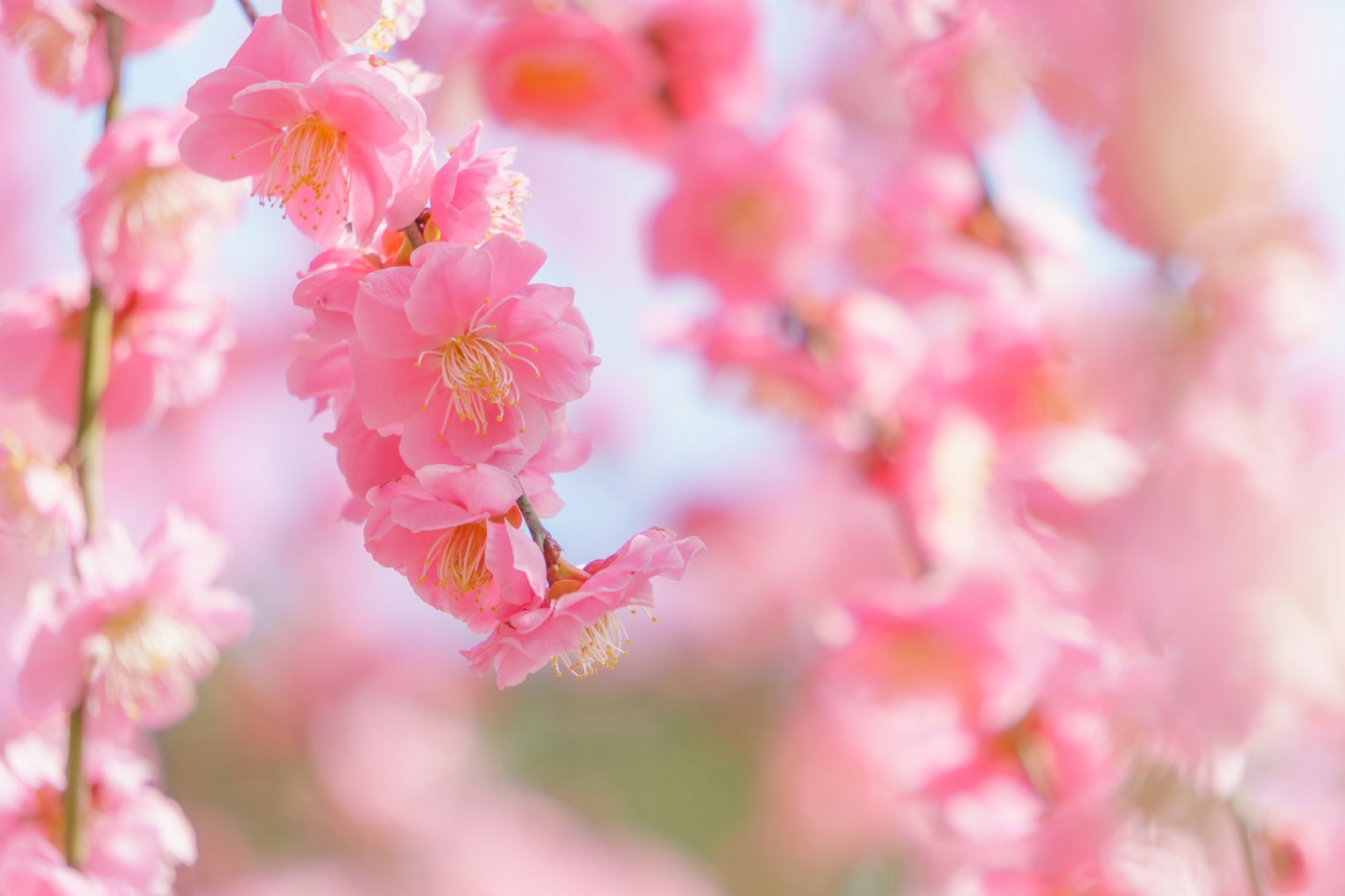 Nahaufnahme von zarten rosa Blüten an Zweigen