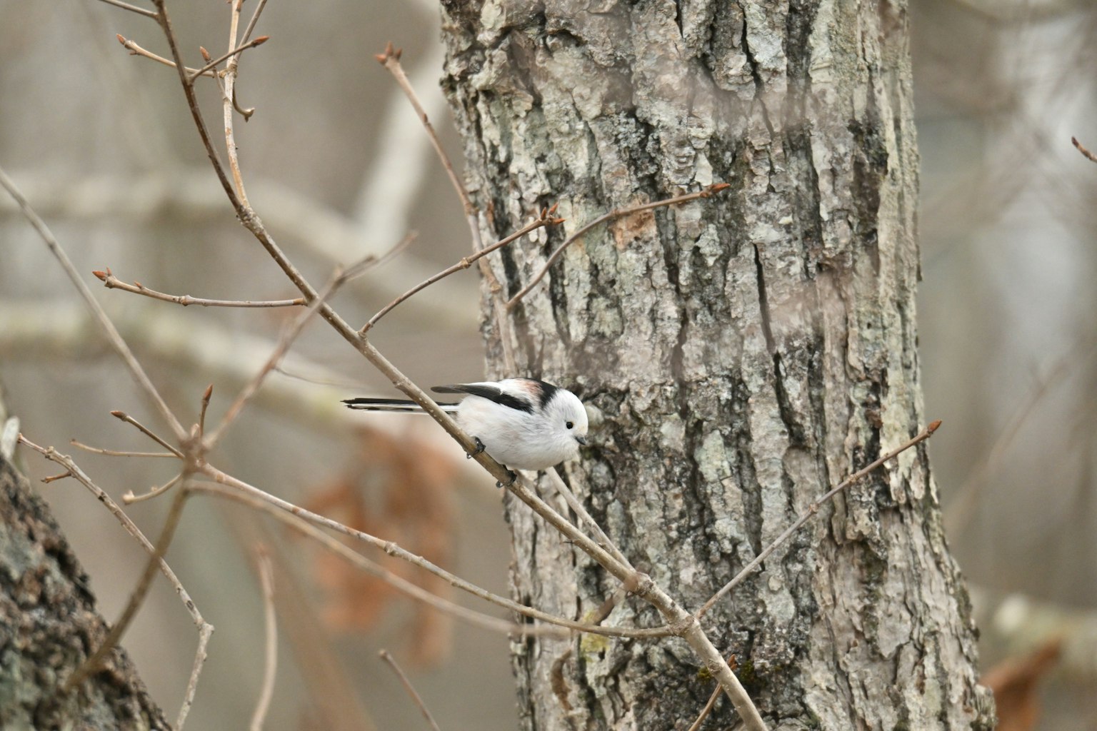 木の枝に止まる小さな白い鳥と樹皮のテクスチャ