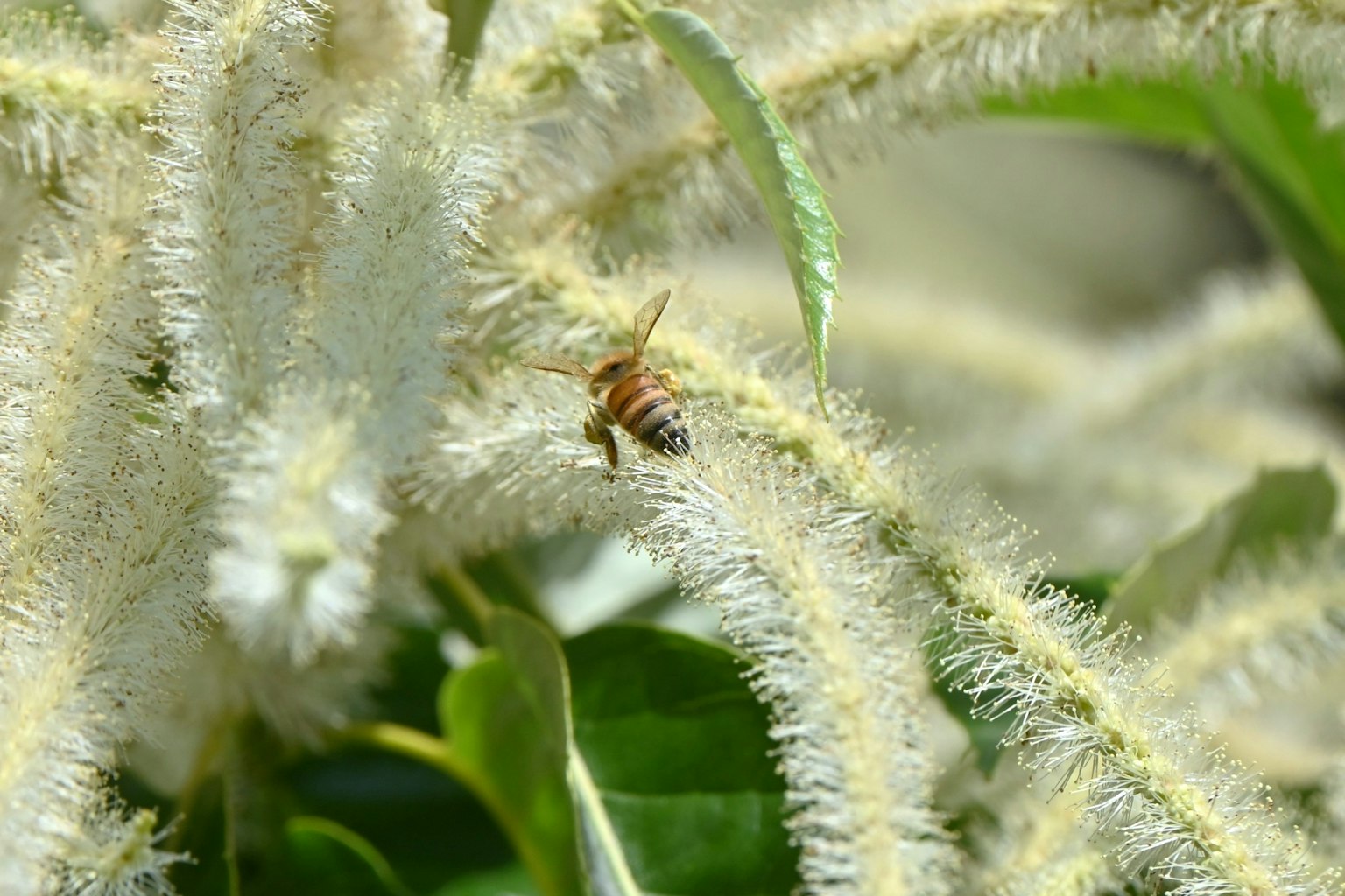 Abeille se reposant sur une tige de plante blanche et fluffy