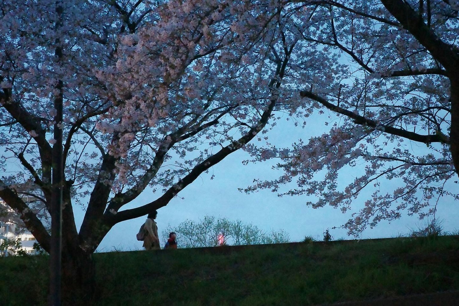 어두운 하늘 아래 벚꽃 나무 아래 걷는 사람들의 실루엣