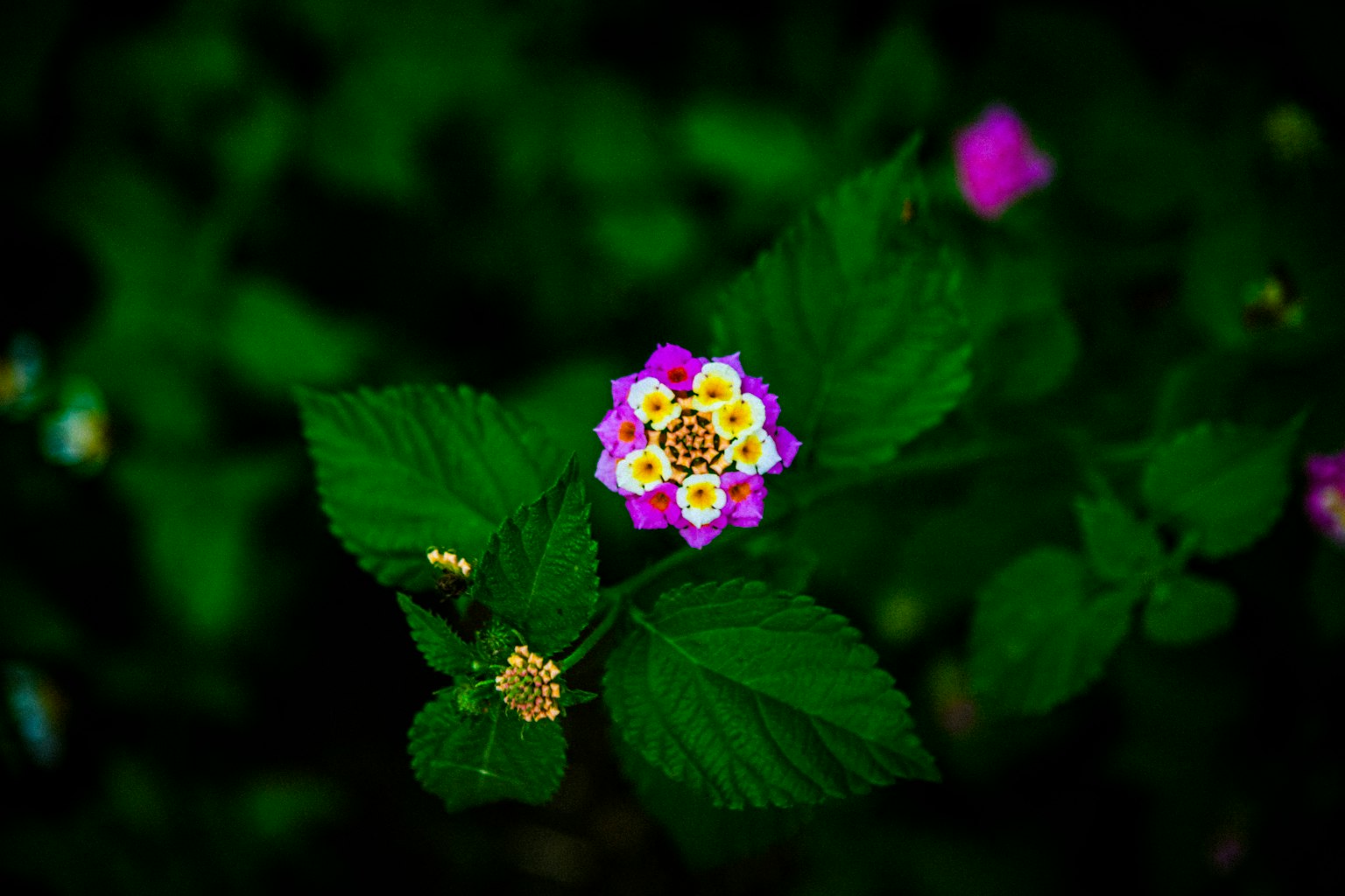 Une fleur violette et blanche entourée de feuilles vertes