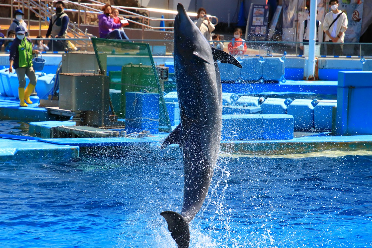 Ein Delfin springt aus dem Wasser mit Publikum im Hintergrund