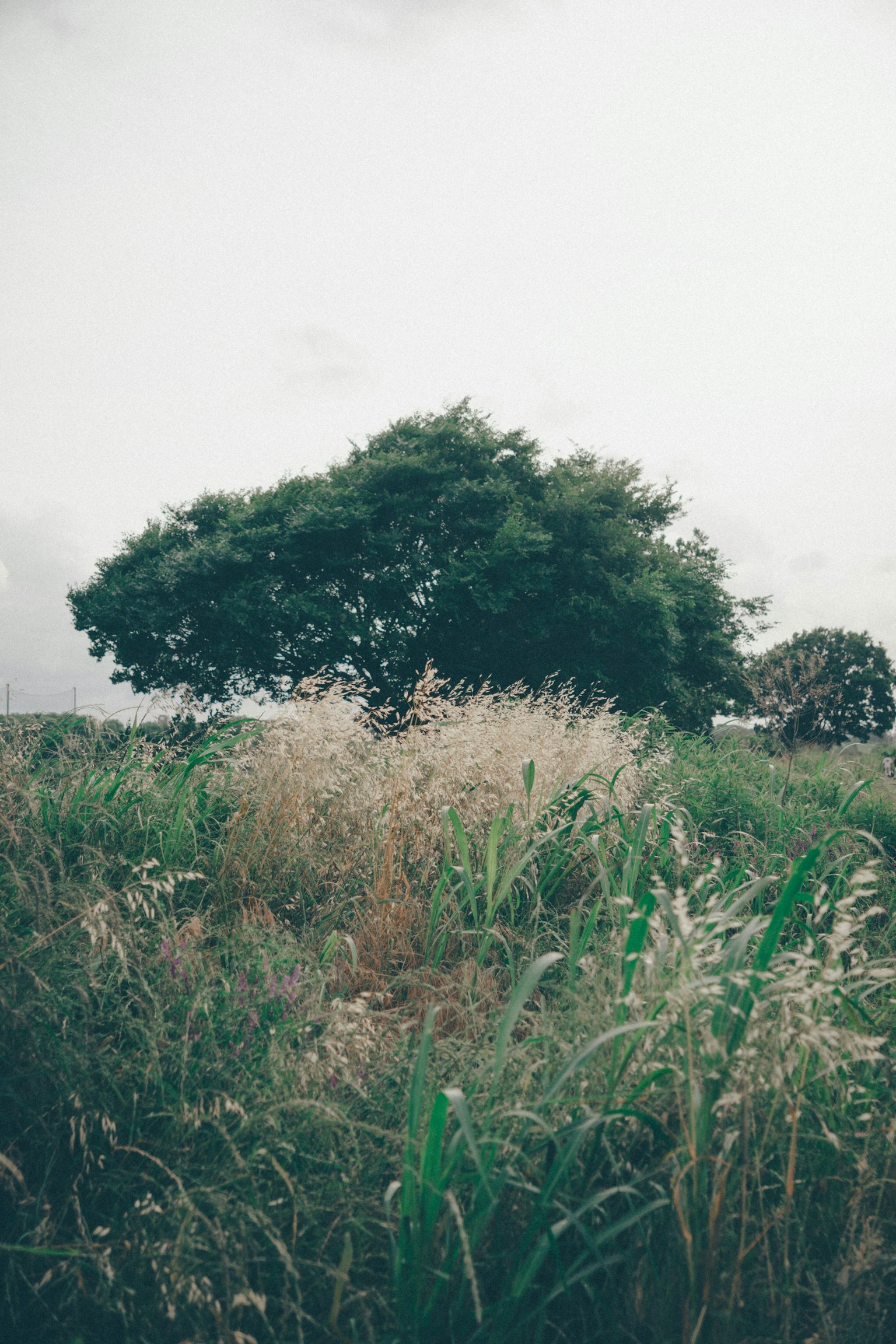 Un gran árbol de pie en un campo exuberante con hierba alta alrededor