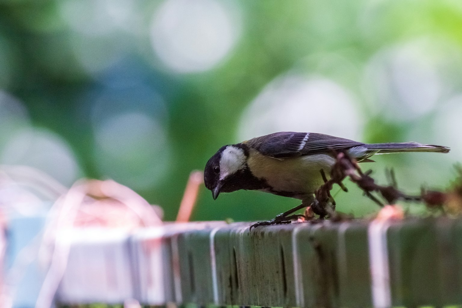 Un piccolo uccello che cerca cibo su una recinzione con uno sfondo verde