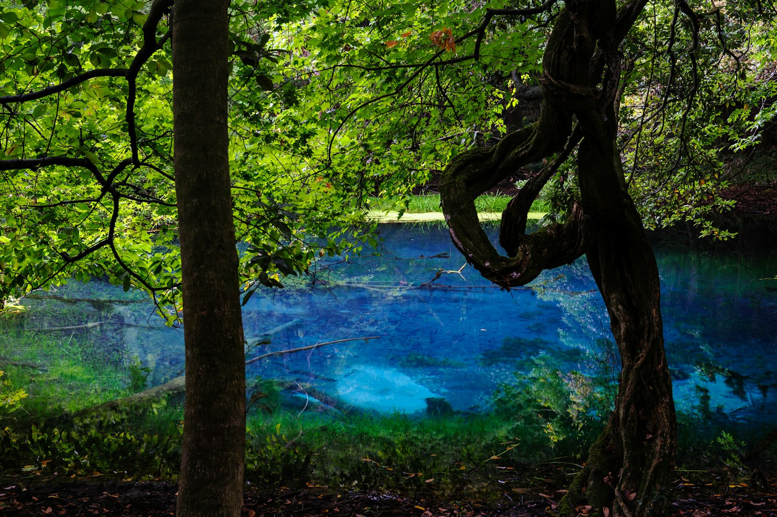 ทิวทัศน์ที่เงียบสงบมีน้ำสีฟ้าสดใสและต้นไม้สีเขียวที่เขียวชอุ่ม