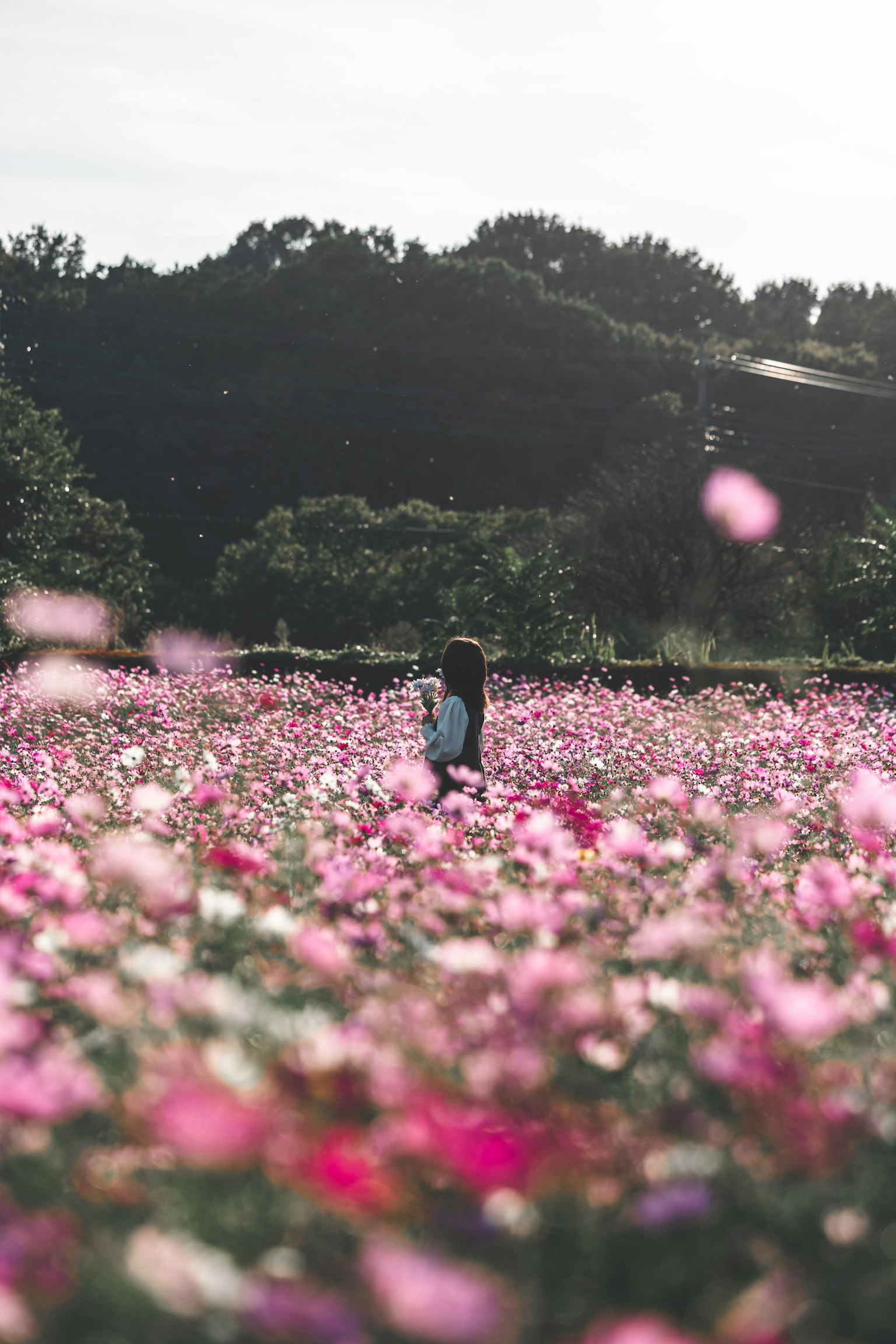 A woman walking through a field of pink flowers