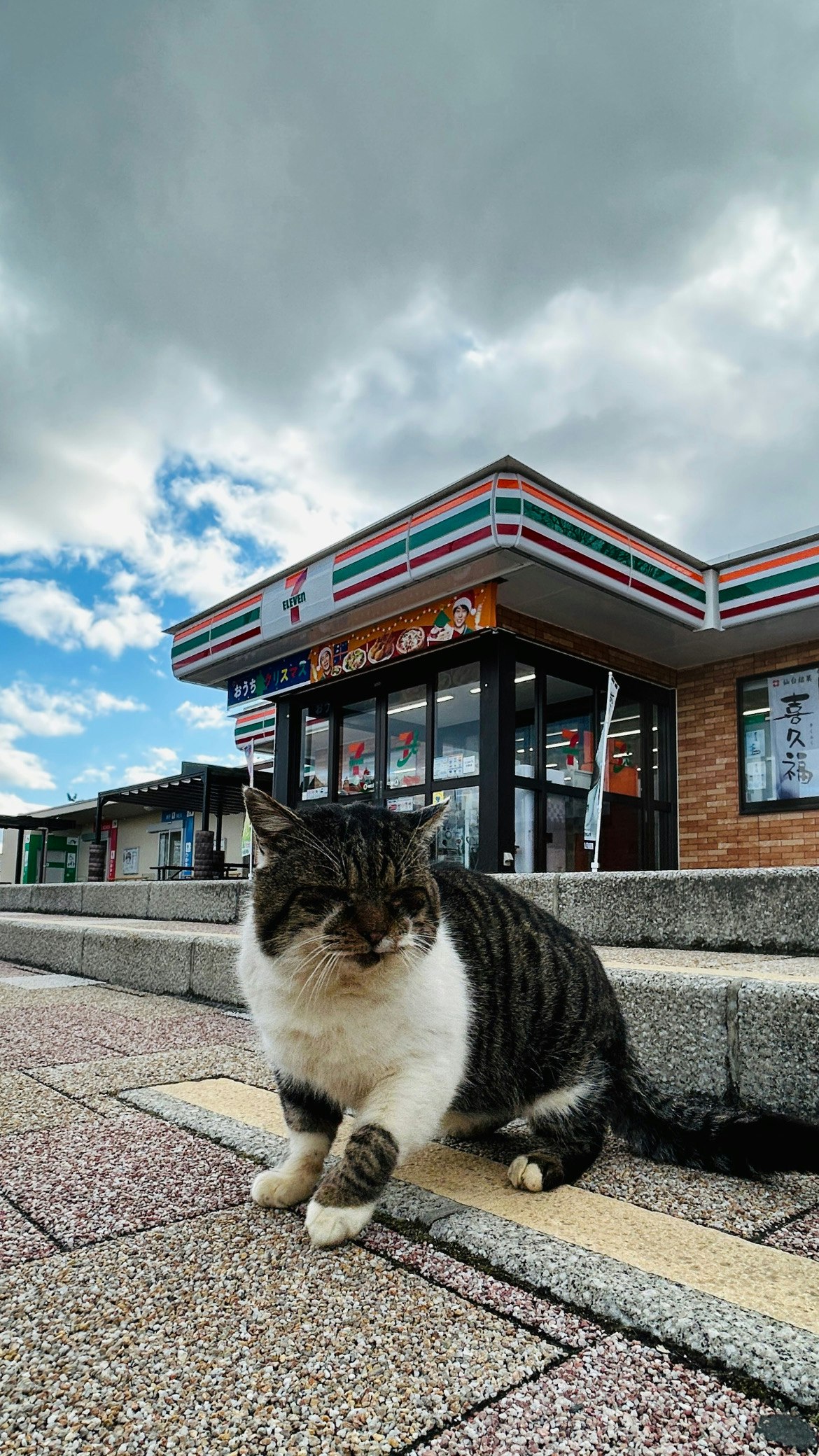 雲の下の屋外で石畳の前に座る猫