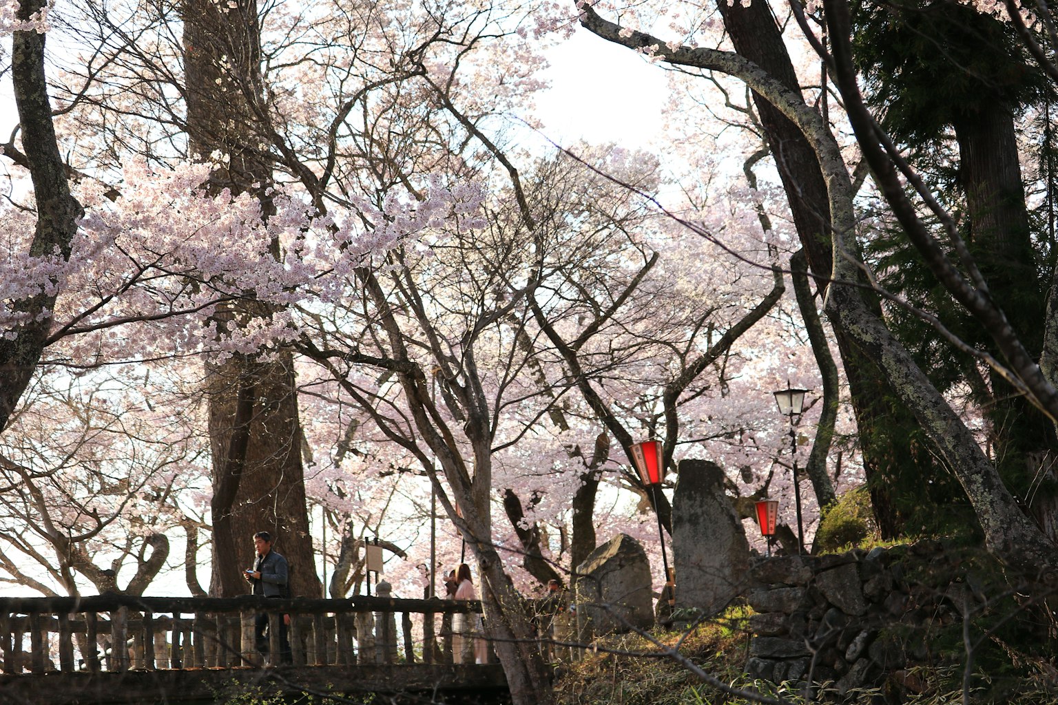 Pemandangan Jepang dengan pohon sakura dan gerbang torii merah