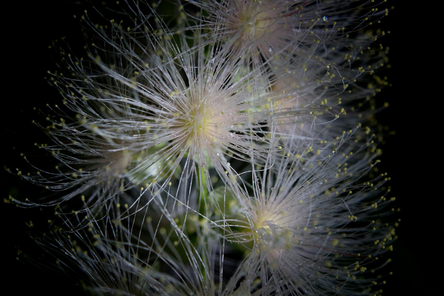 Primo piano di una pianta simile a un fiore bianco con steli sottili lucidi e petali morbidi