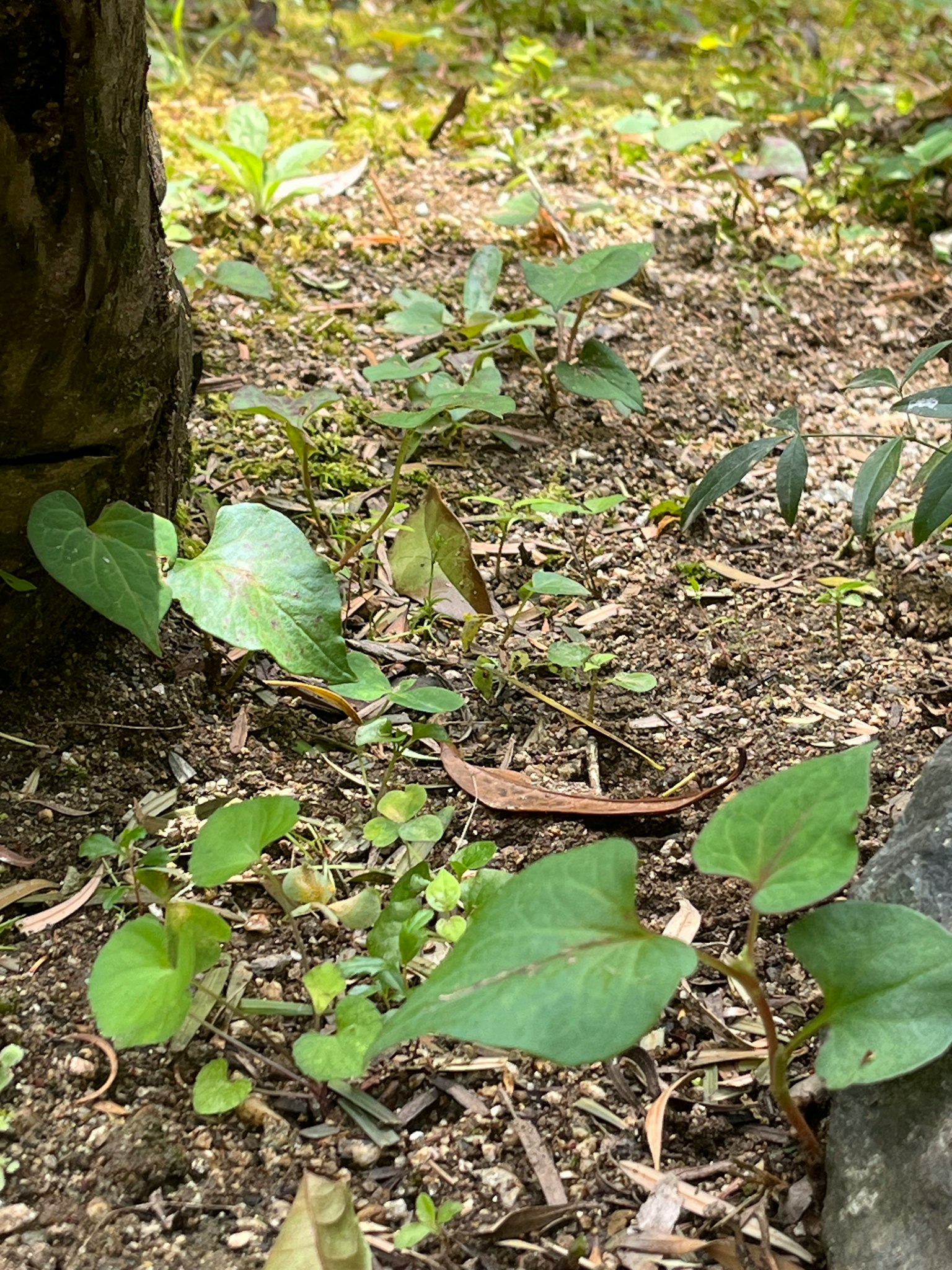 地面上生長的綠色葉子和植物的特寫