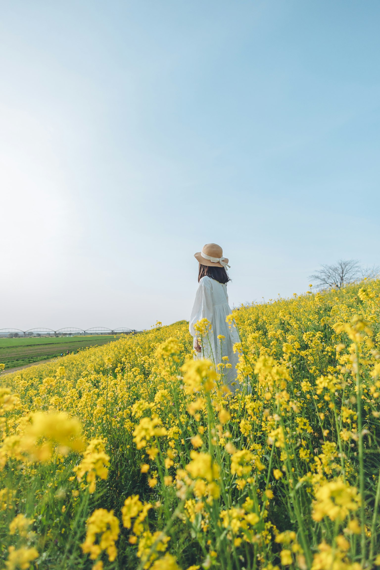 Wanita berjalan di ladang bunga kuning
