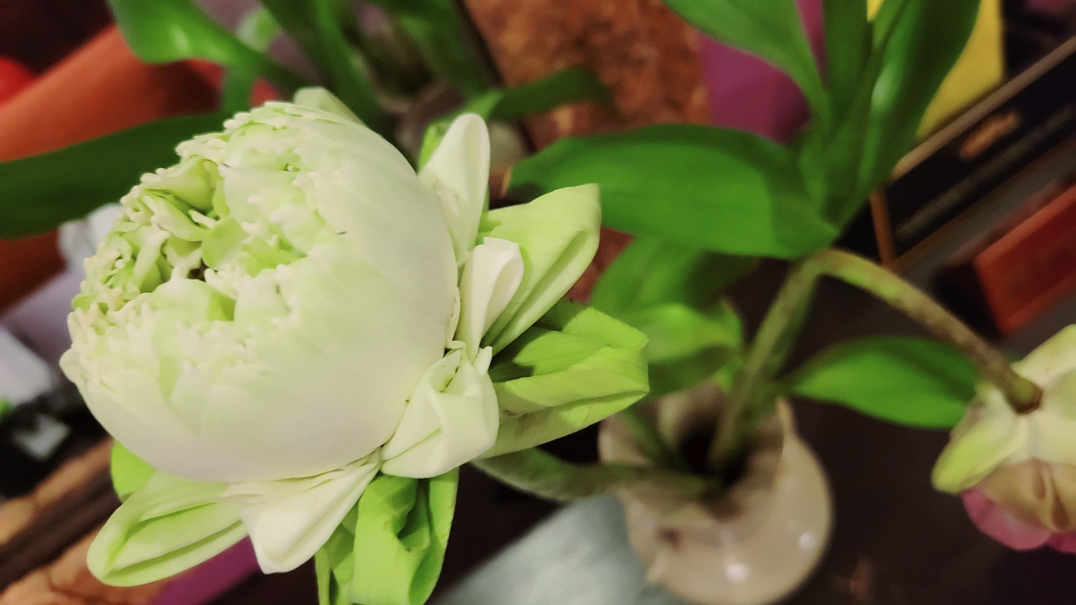Bunga putih dengan daun hijau dalam vas
