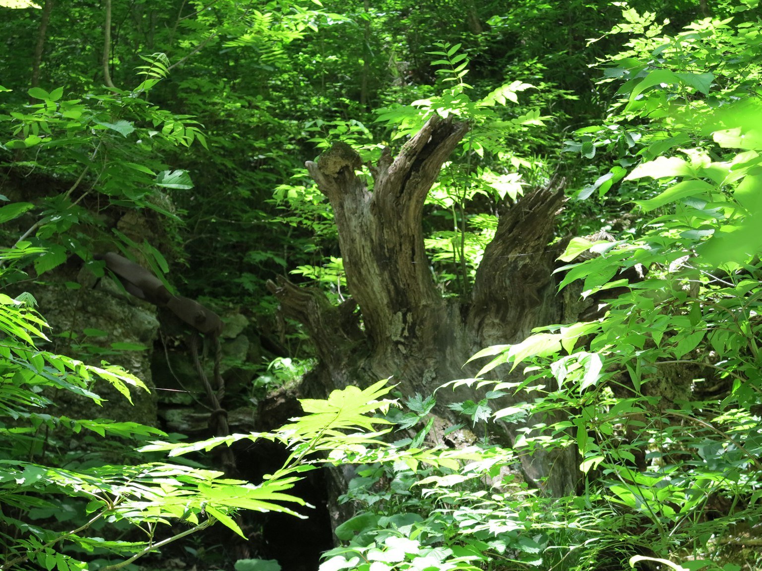 Un tronco d'albero usurato circondato da fogliame verde lussureggiante